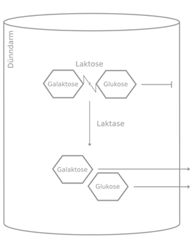 Abbau der Laktose