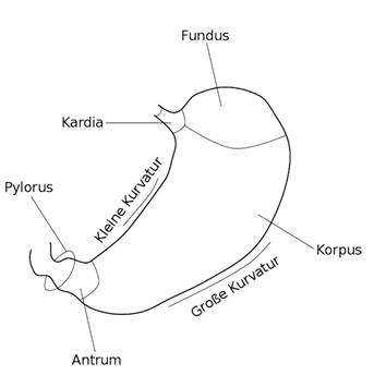 Aufbau des Magens