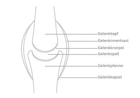 Aufbau eines Gelenks