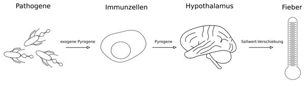 Schaubild: Entstehung von Fieber