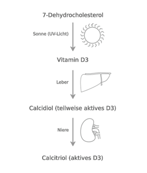 Stoffwechsel des Vitamin D